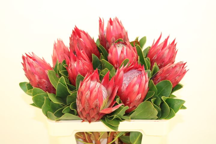 Протея Цинароидес Мадиба 60 (красн.), шт.