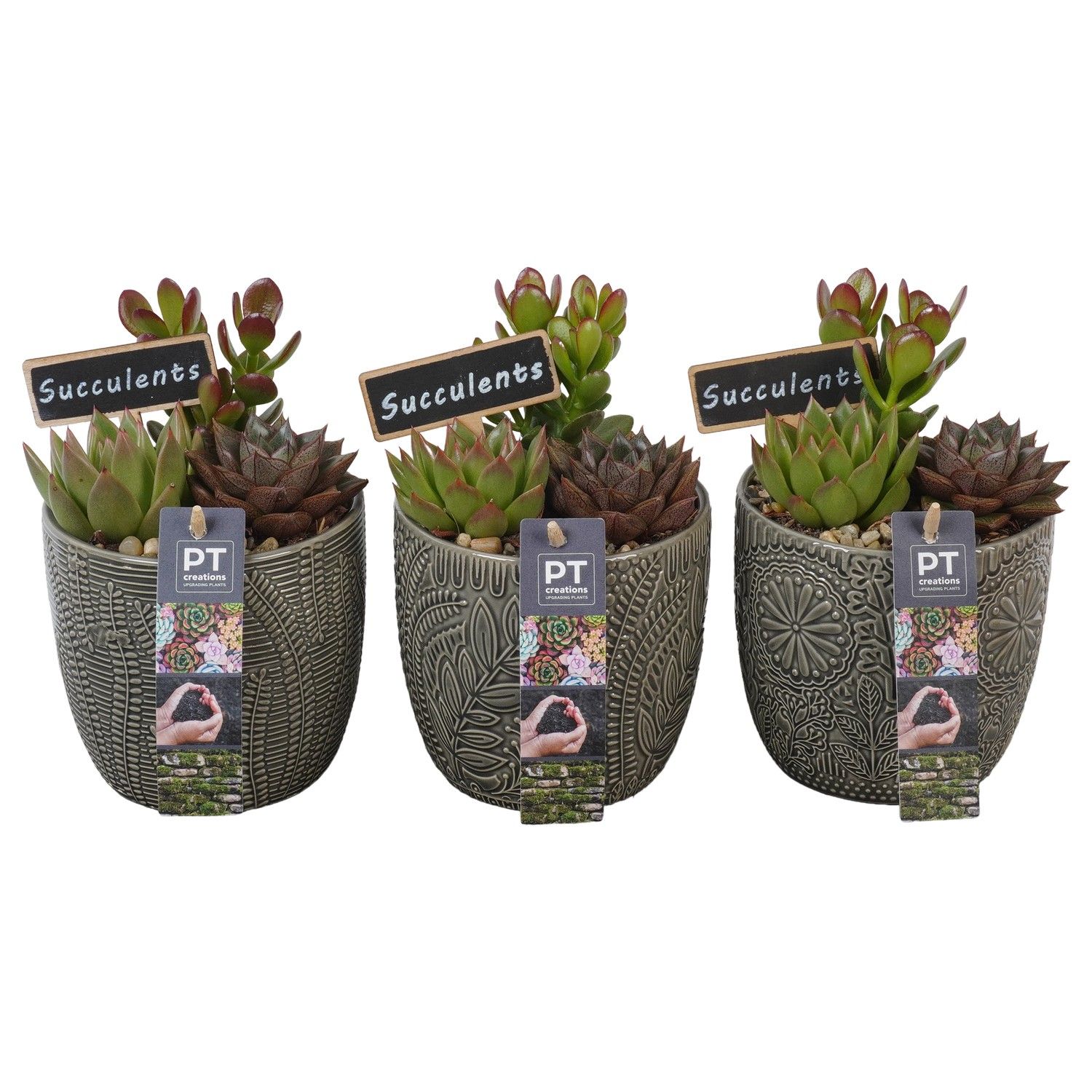 PTSU8436 Arrangement Succulenten in keramiek pot in set van 3, D 12