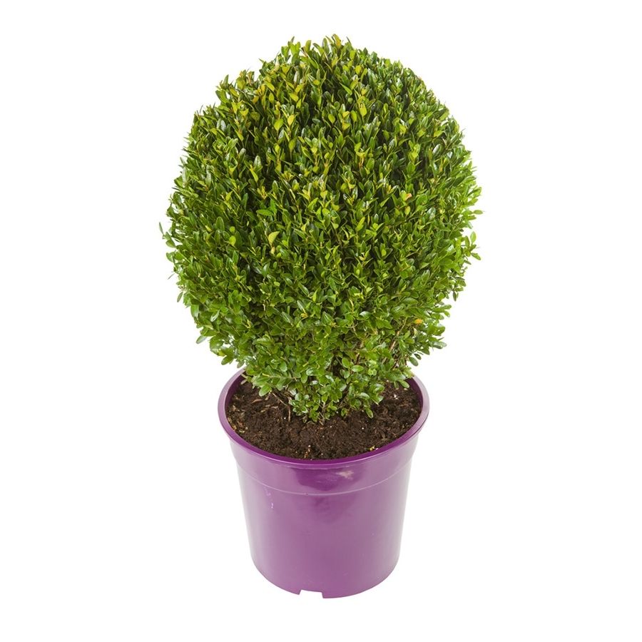 Buxus sempervirens ei-vorm 40cm, D 27