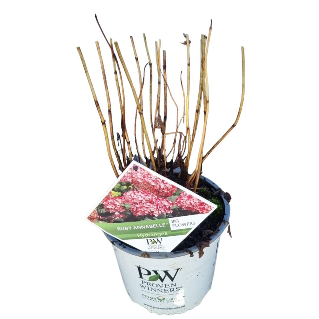 Hydrangea arb. 'Ruby Annabelle' ®, D 19
