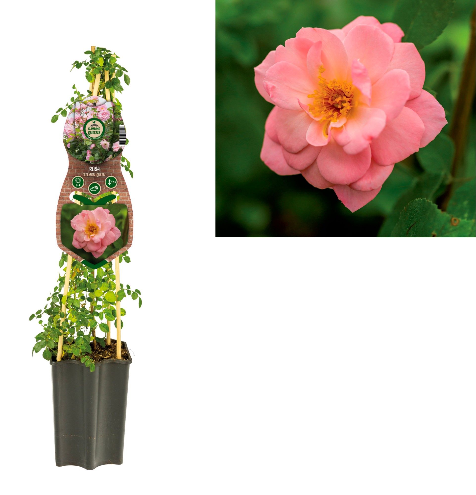 Rosa 'Salmon Queen' +3.0 label, D 15