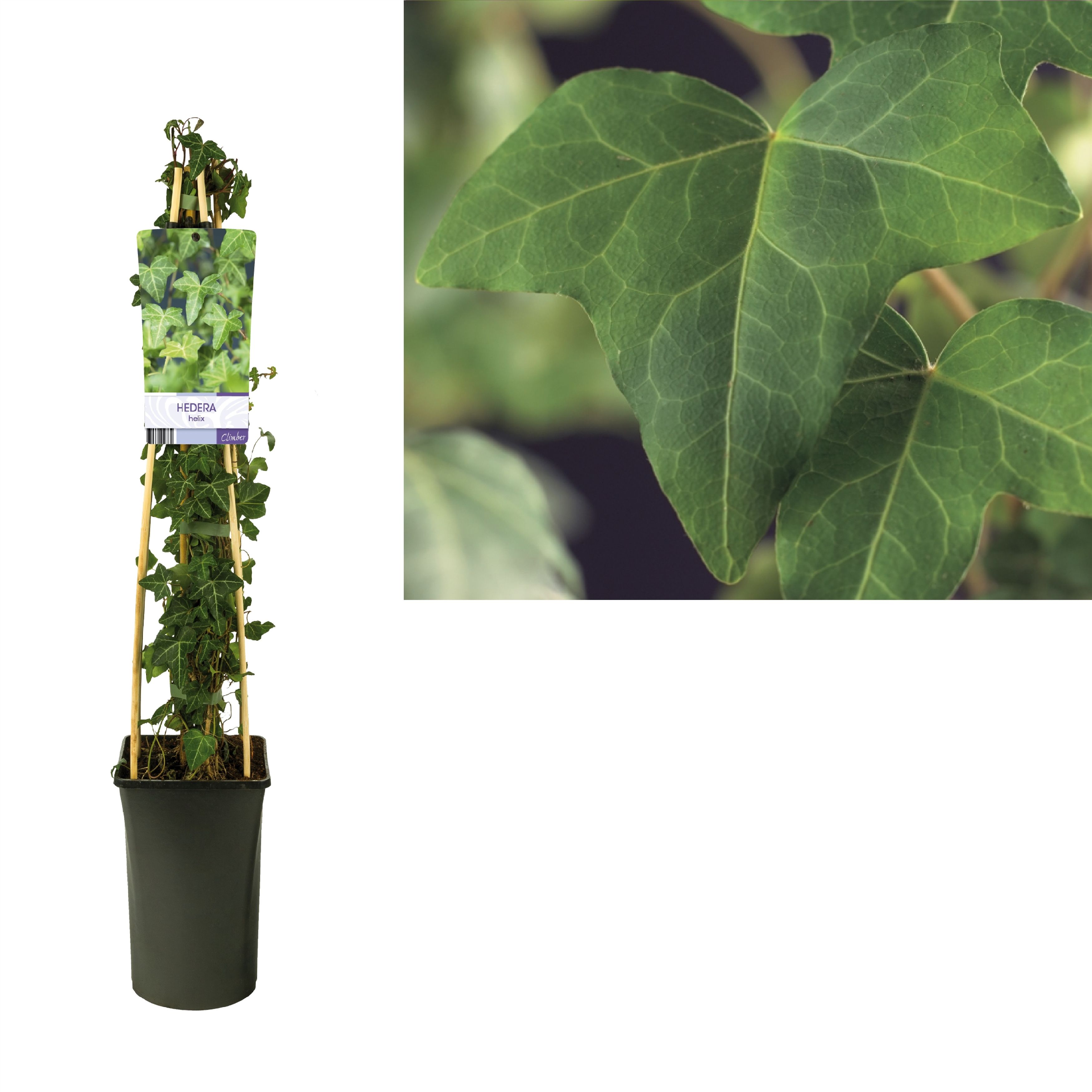 Hedera helix +light label, D 17