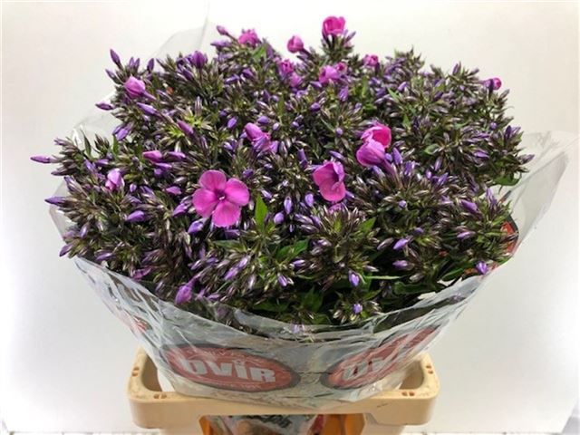 Флокс Мика 70, шт.