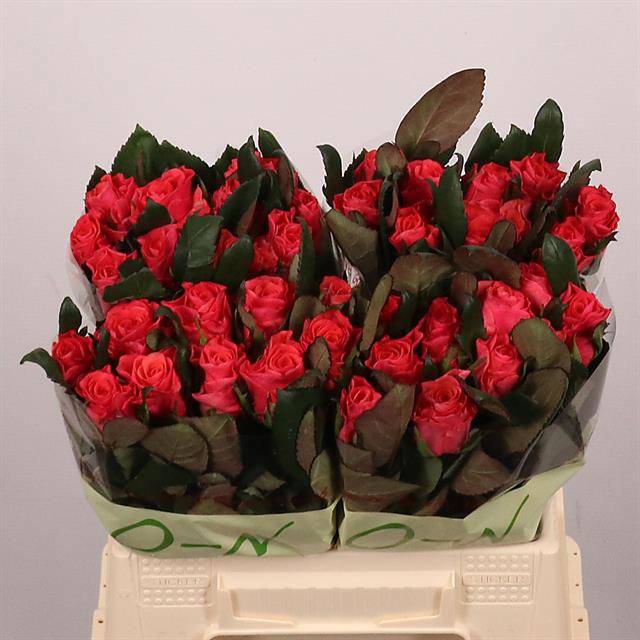 Роза од. Пинк Такази+ 40, шт.