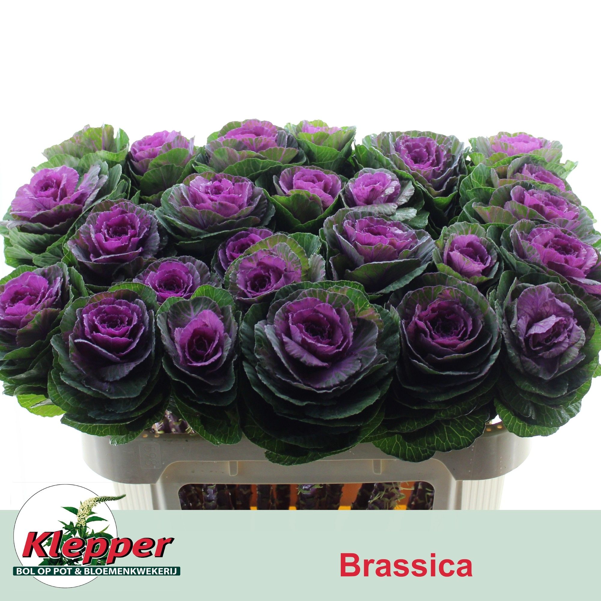Брассика Рэд Крэйн 70, шт. Брассика Рэд Крэйн 70, шт.