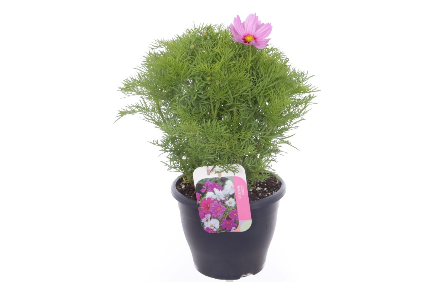 Cosmos Casanova Pink, D 23