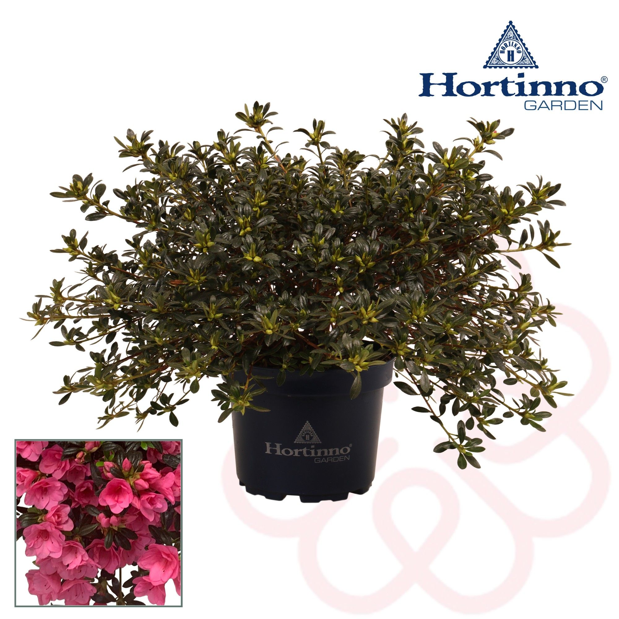 Hortinno® Garden Cascadula Bright Fuchsia groen 30 - 40 cm, D 19 cm