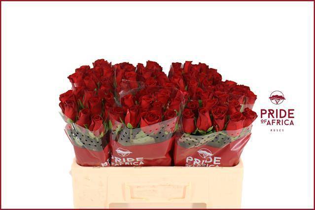 Роза од. Революшн 50 (красн.), шт.