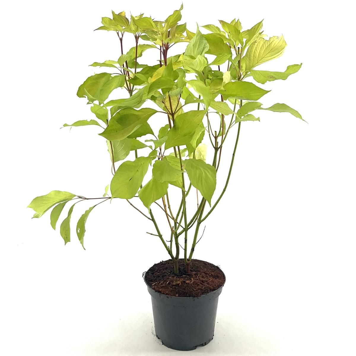 Cornus alba 'Aurea', D 19