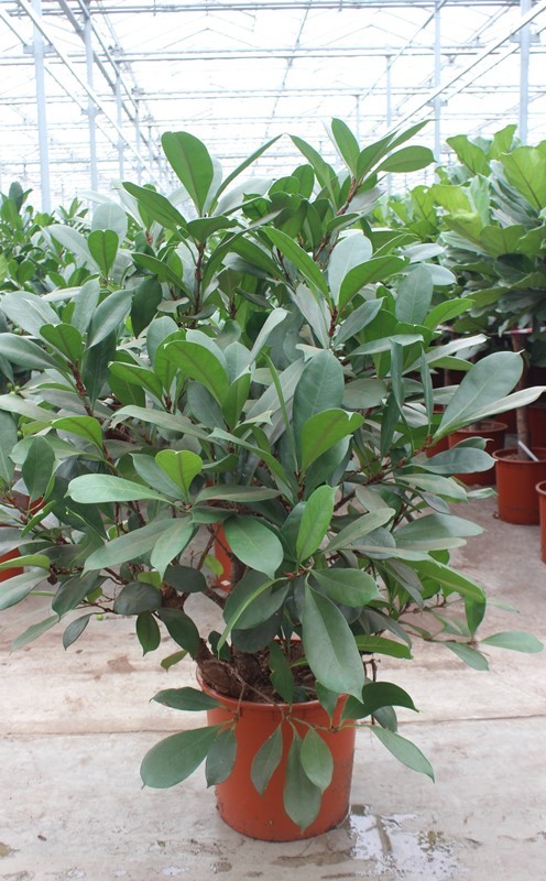 Ficus Cyathistipula, D 34