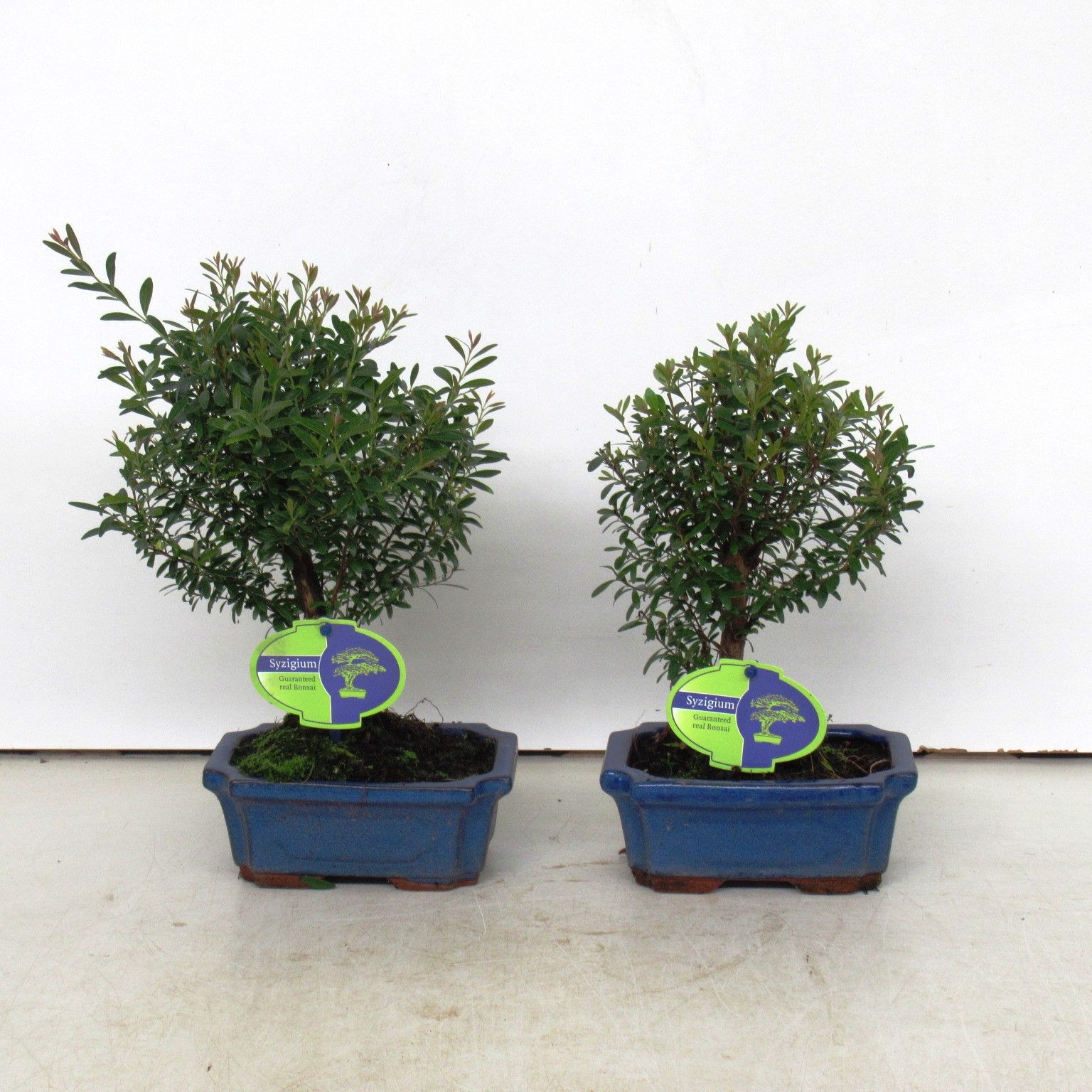 syzygium buxifolium, 15 cm broom, with driptray, D 16 cm