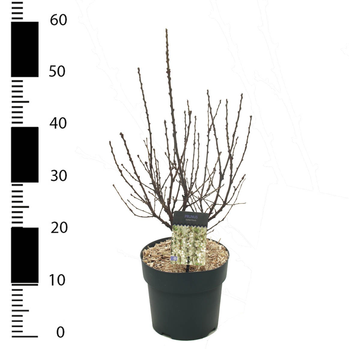 Prunus incisa 'Tomentosa', D 17