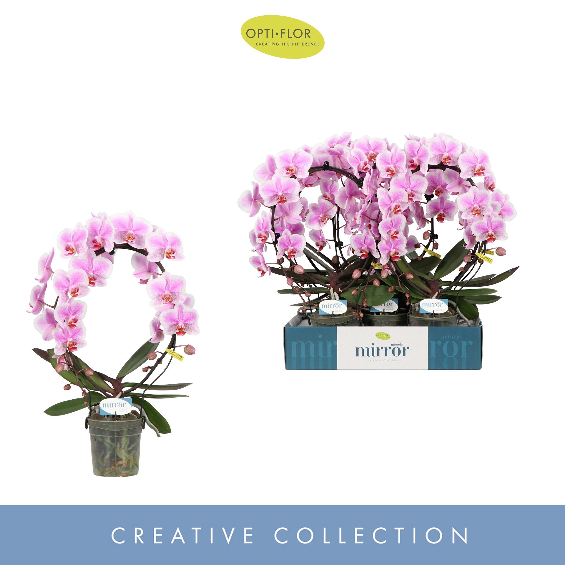 Mirror Miracle Jasmine 2 spike, D 12 cm