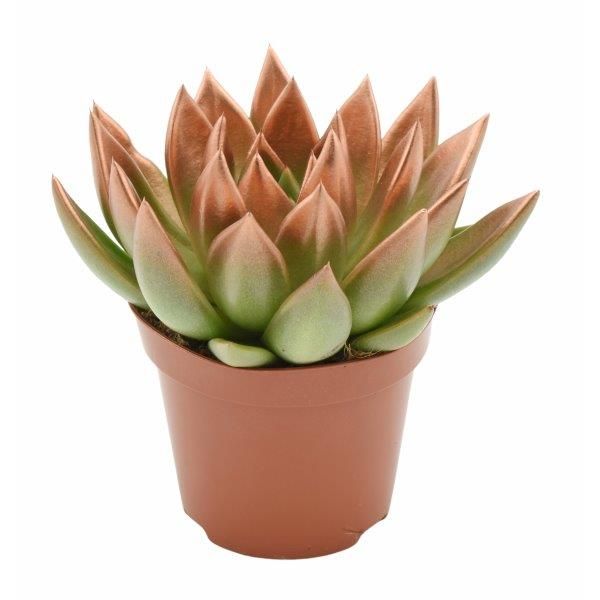 Miranda coloured festival bronze, D 6