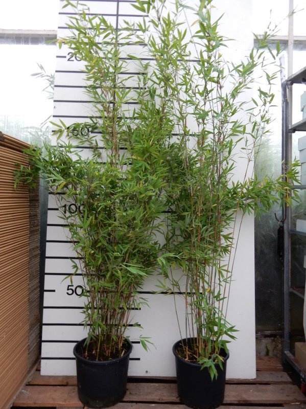 Fargesia 'Winter Joy', D 35