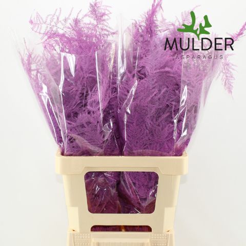 Аспарагус Овериг Крашеный (краш. ) 65, шт.