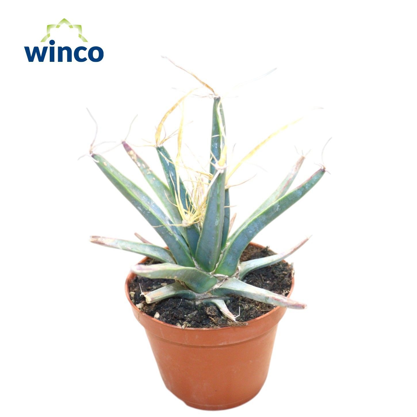 Leuchtenbergia Principus, D 8,5