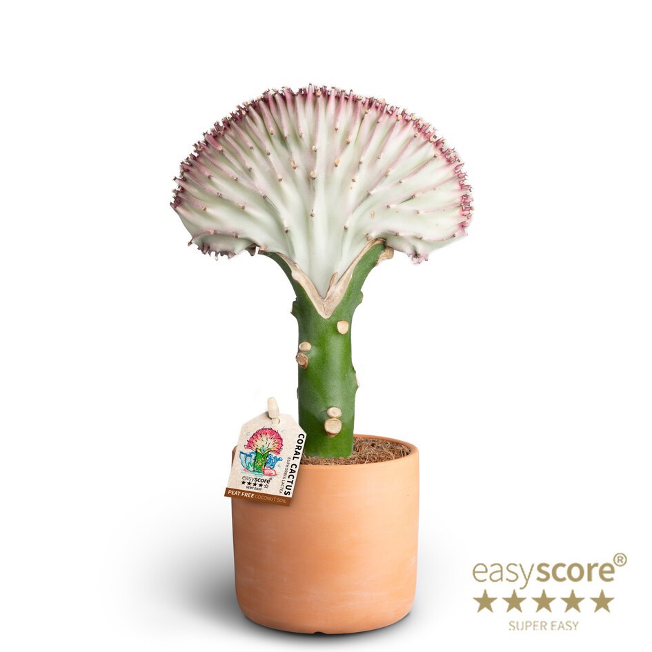 EUPHORBIA LACTEA 40917059 Raw Terracotta Lactea, D 9 cm EUPHORBIA LACTEA 40917059 Raw Terracotta Lactea, D 9 cm