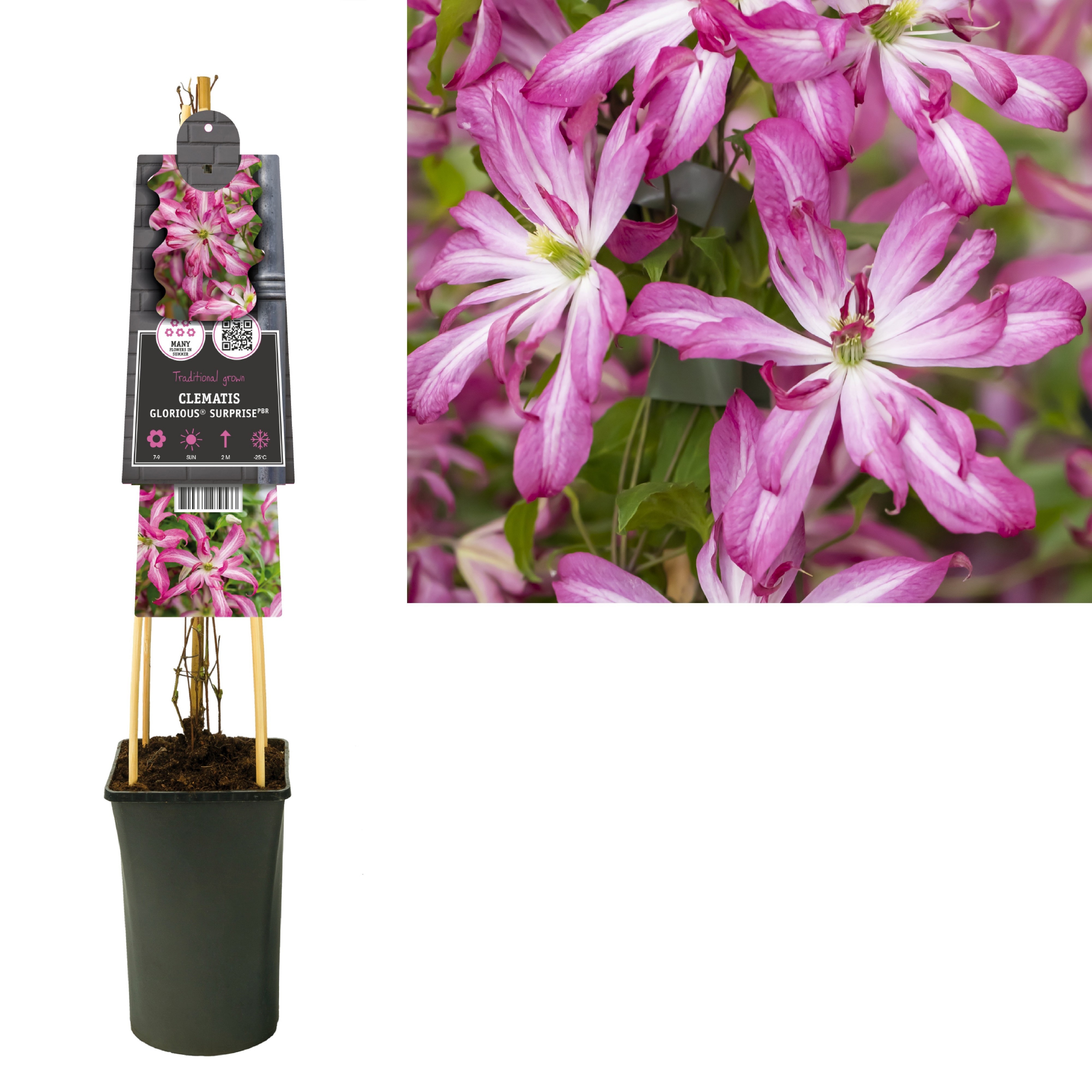 Clematis Glorious® Surprise PBR +3.0 label, D 17