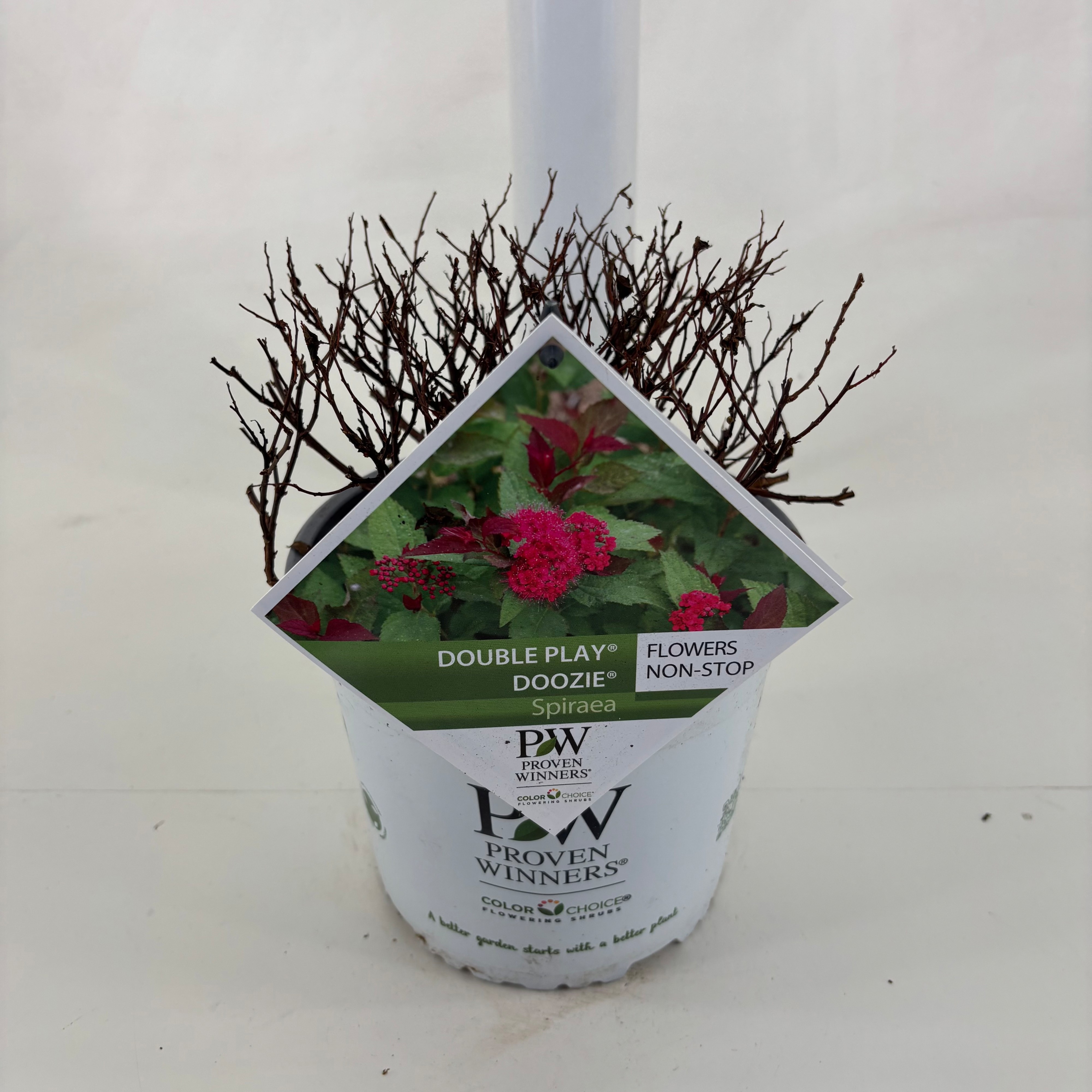 Spiraea jap. Double Play ® Doozie, D 19