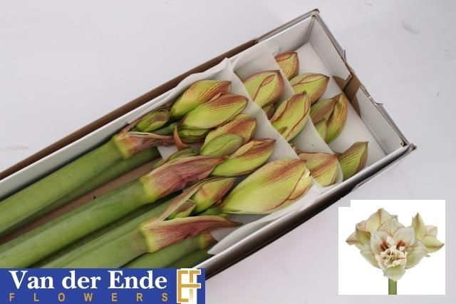 Амарилис Ириния (бело-красн.) x10, шт.