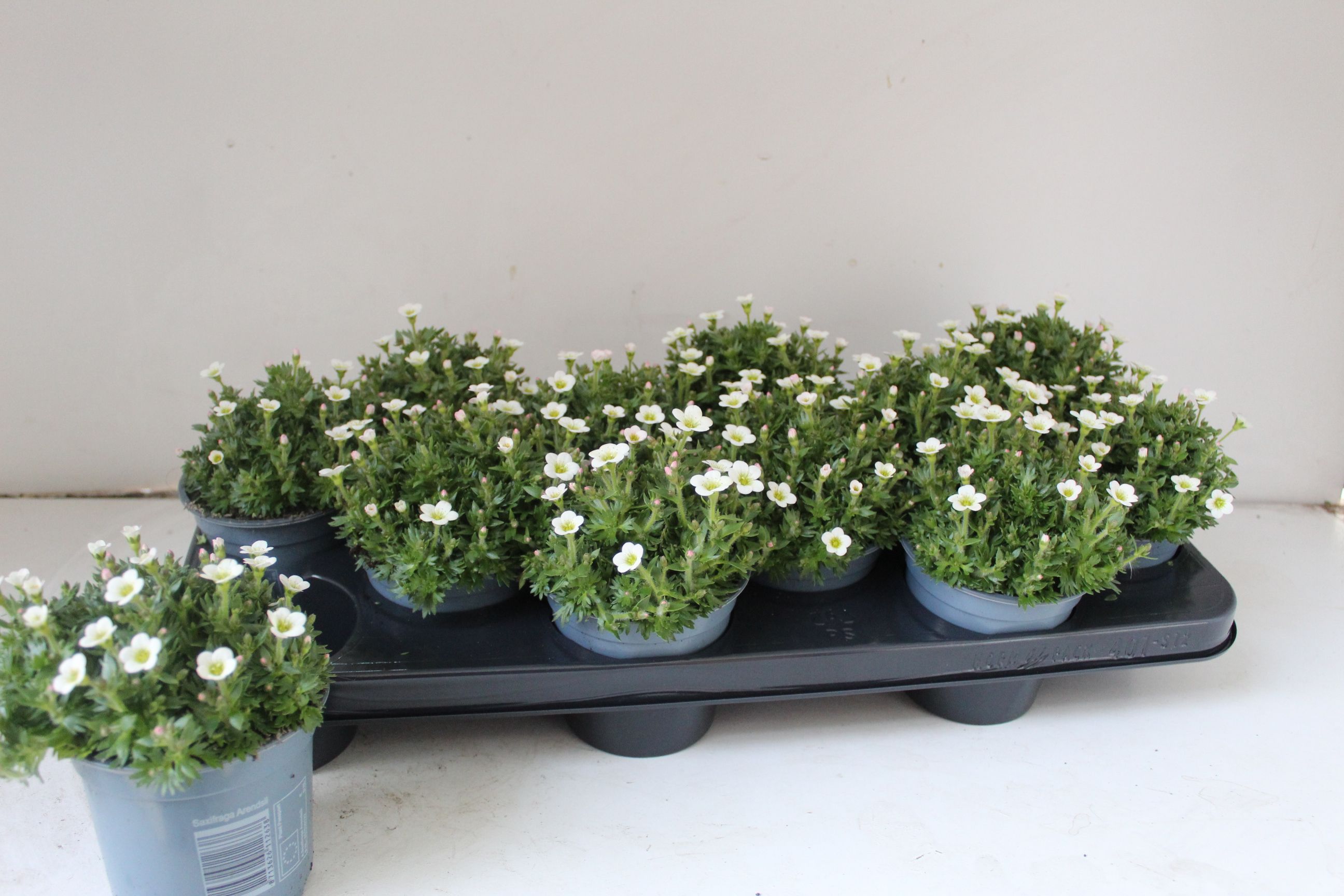 Saxifraga Ice colours, D 10,5