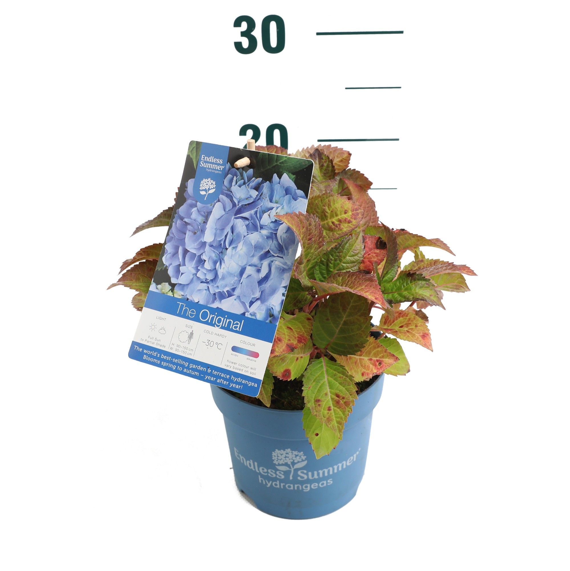 Hydrangea 'The Original Blue' - P14 - Endless Summer, D 14 cm