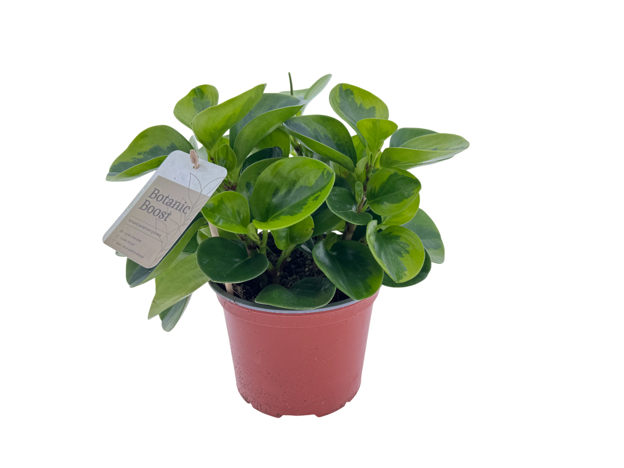 BB Peperomia obtusifolia Lemon P17, D 17