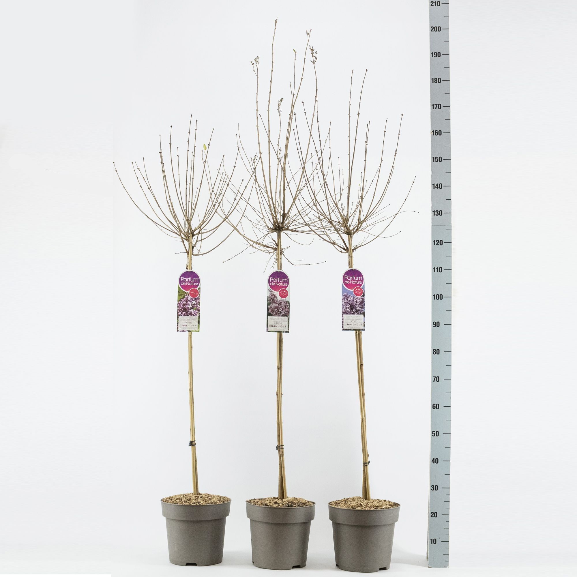 Syringa mini sering, stam 90, 2-jarige kroon, mix, D 27 cm Syringa mini sering, stam 90, 2-jarige kroon, mix, D 27 cm