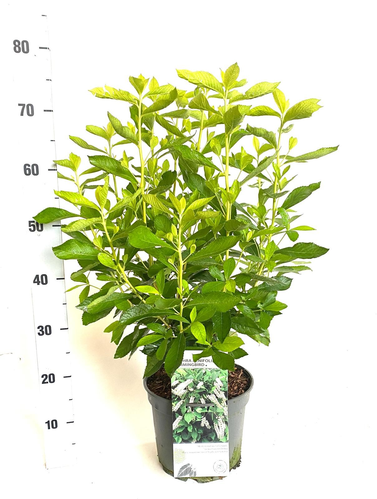 Clethra alnifolia Hummingbird, D 23