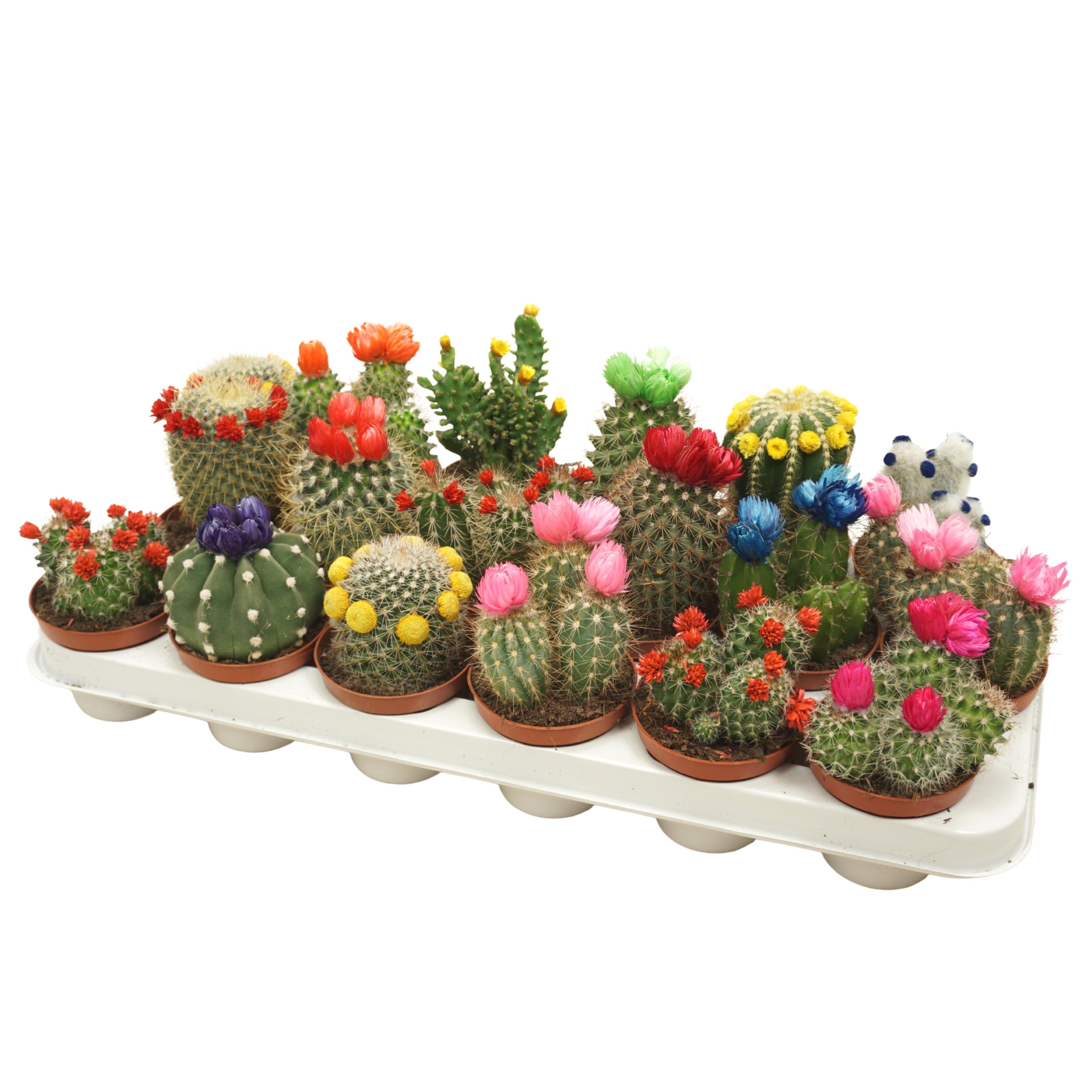 Cactus mix strobloem 8,5 cm, D 8,5