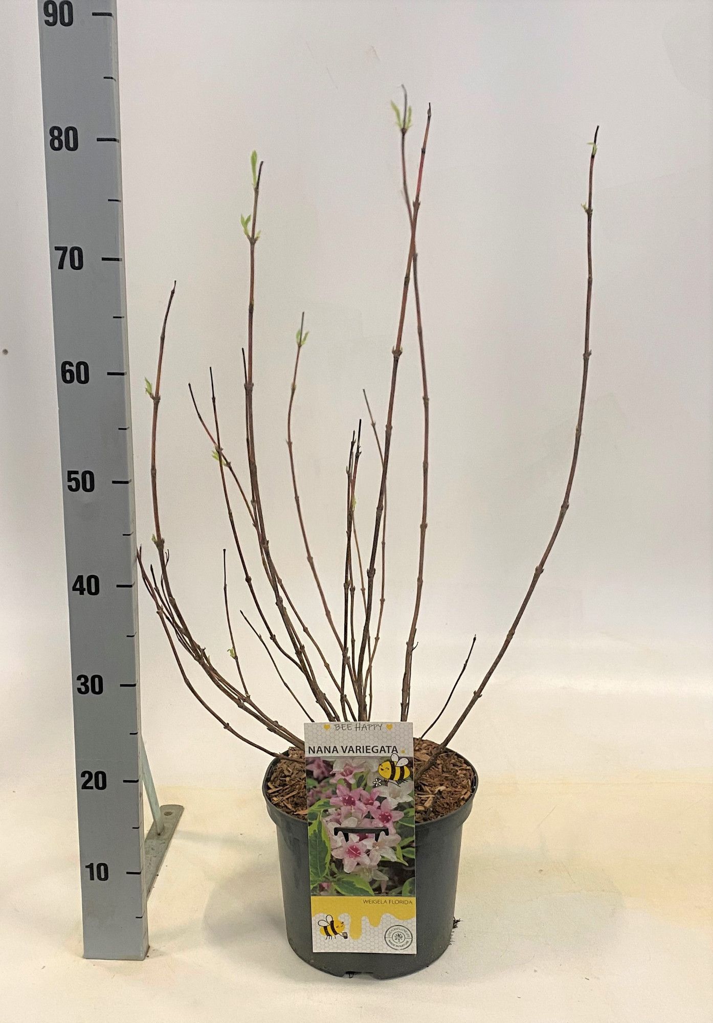 Weigela 'Nana Variegata', D 23 cm
