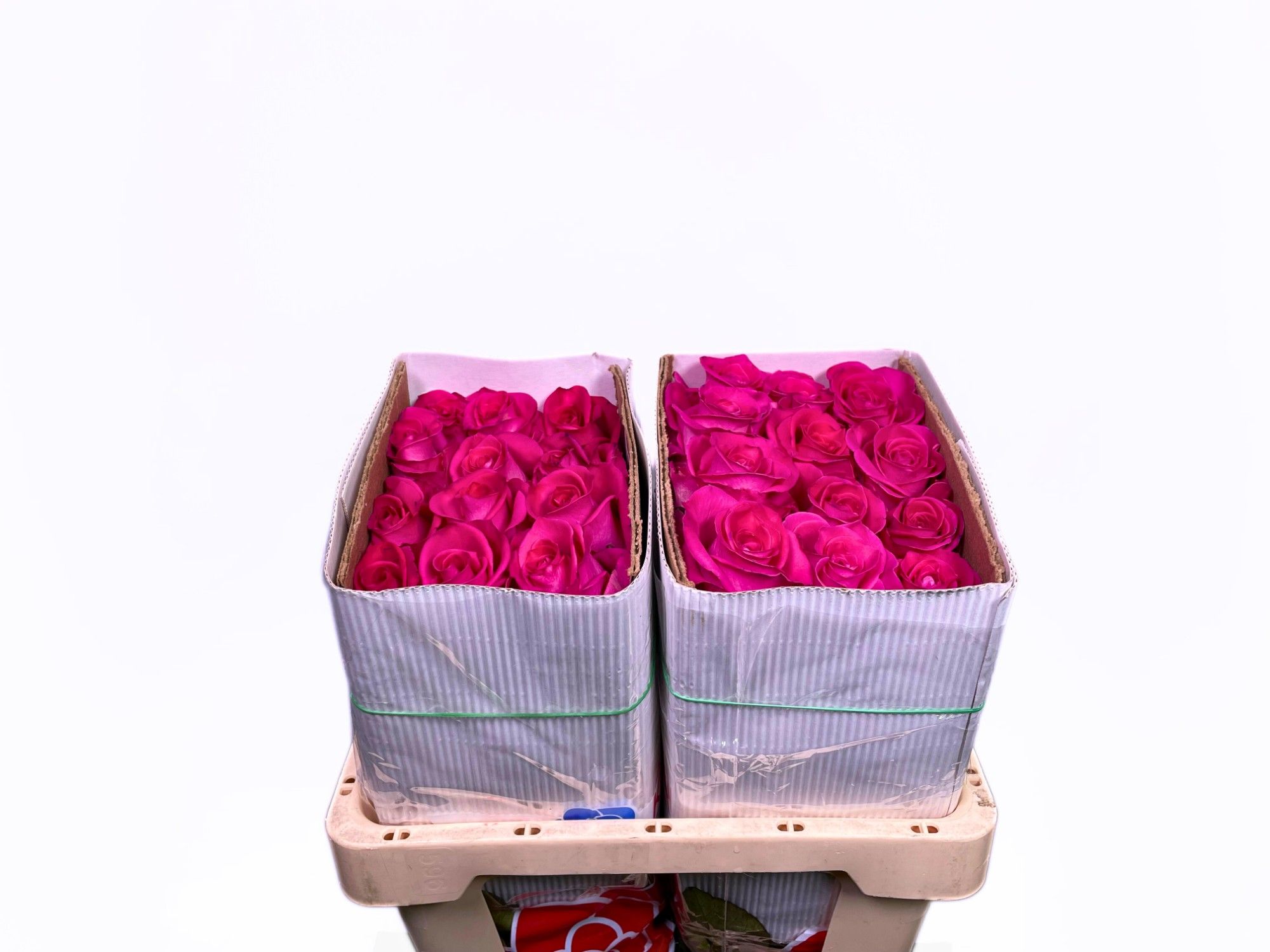 Роза од. Топаз 50, шт.