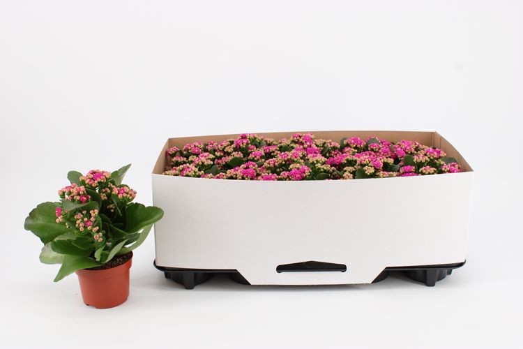 Kalanchoe Double Purple, in kraag, D 10,5