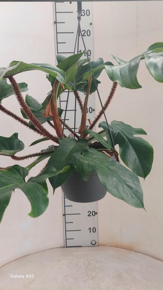 Philodendron Squamifer. BK20, D 20 cm