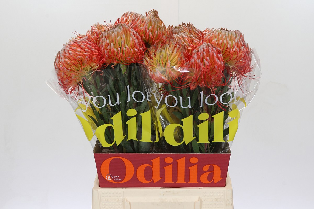 Нутанс Ито 50, шт.