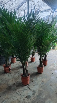 Дипсис сингле-хидед Кинг Коконат 32 140