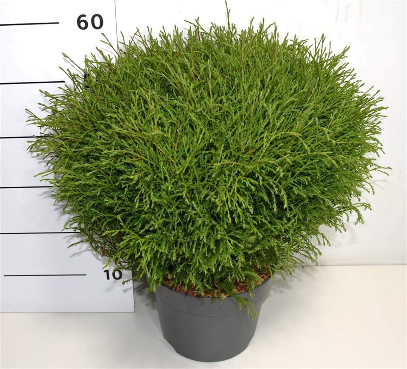 Thuja occ. 'Mr Bowling Ball', D 26