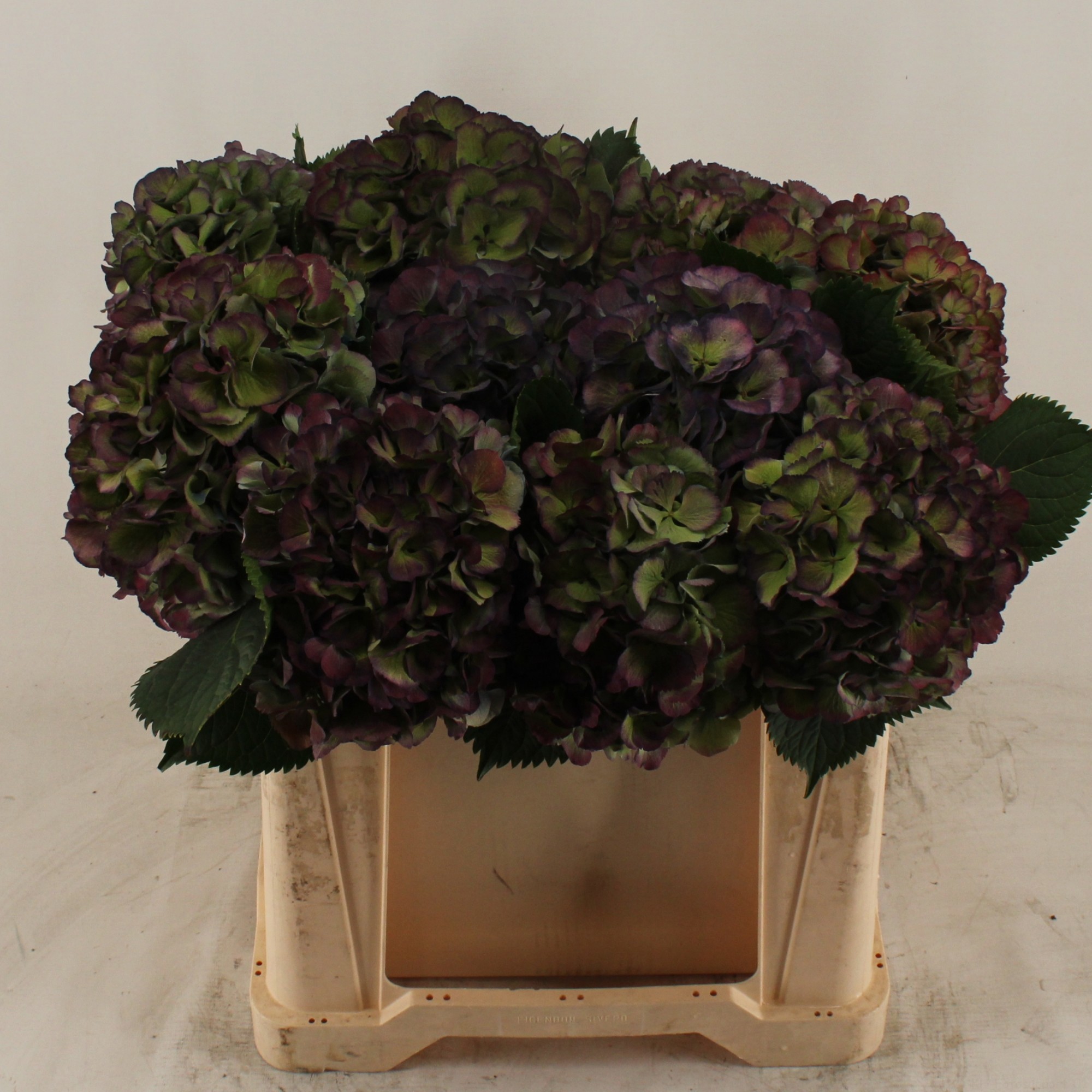 Гортензия Элбтал Классик 50, шт.