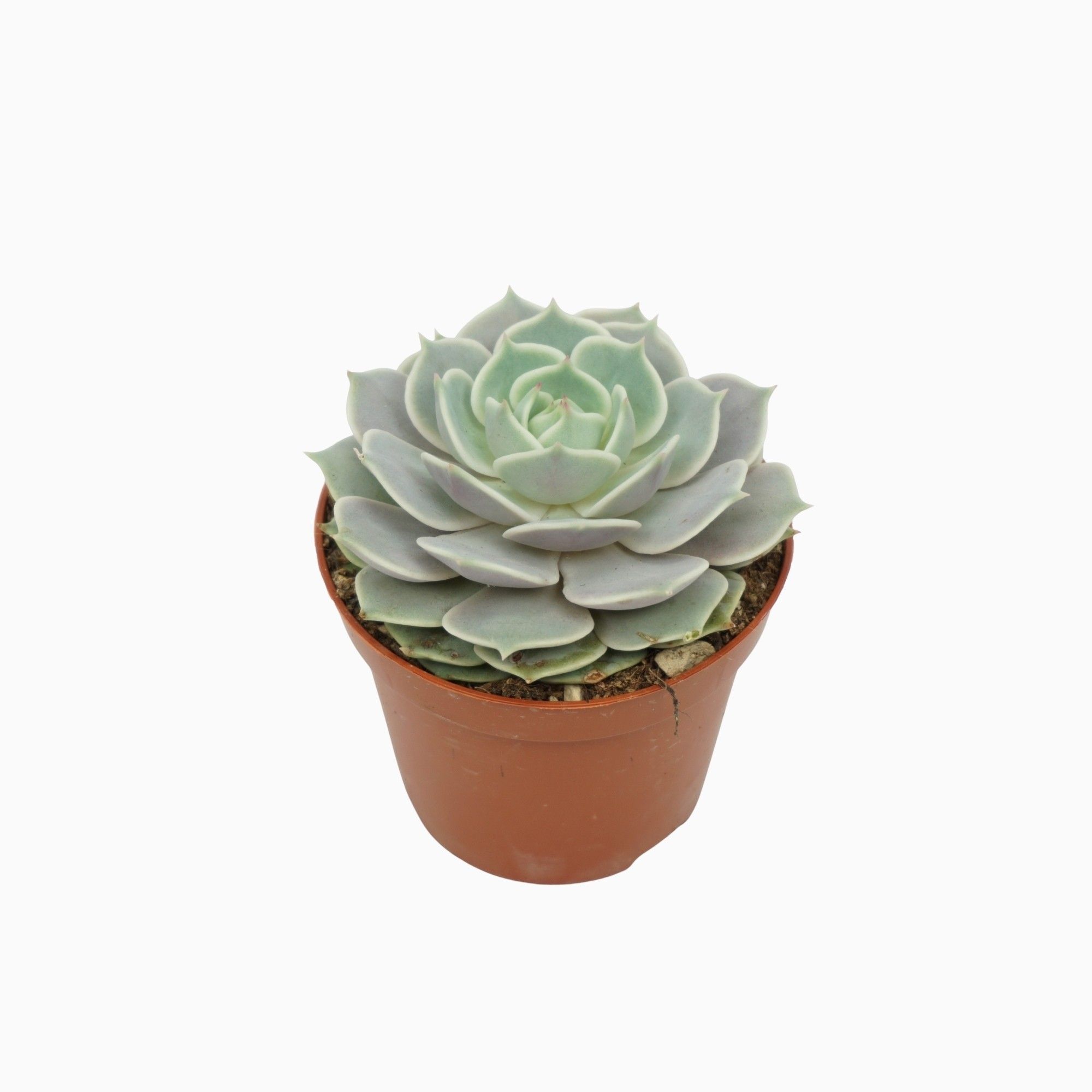 Echeveria lola 8,5 cm, D 8,5