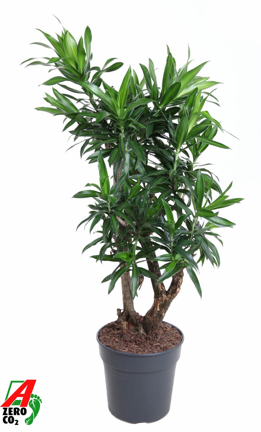Dracaena Song Of Jamaica vertakt P27, D 27