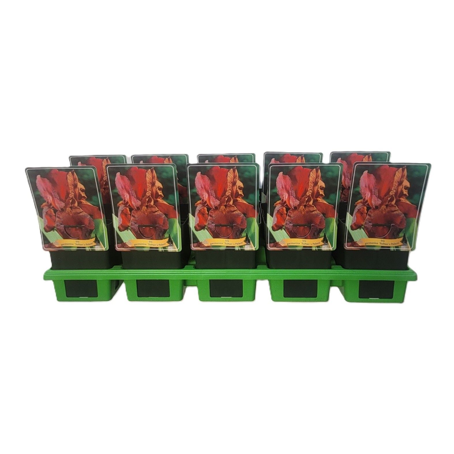 Iris germanica 'Sultan's Palace' P11, D 11