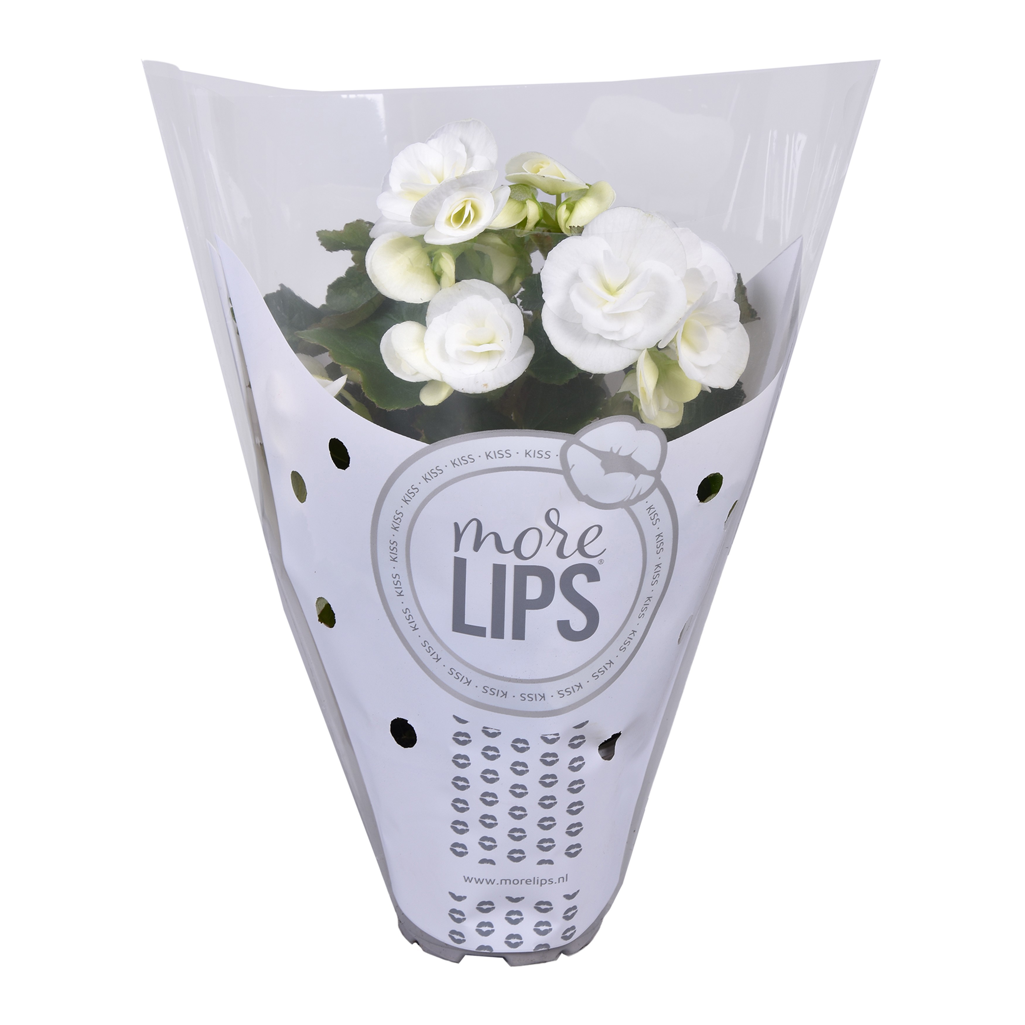 MoreLIPS begonia Wit, D 9