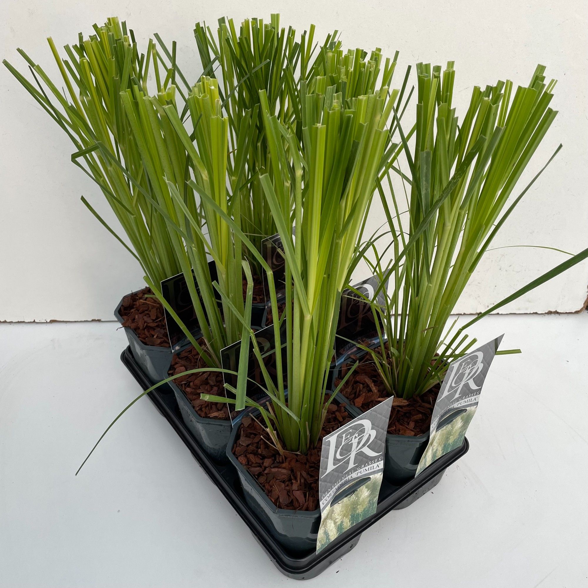 Cortaderia mix in tray, D 17