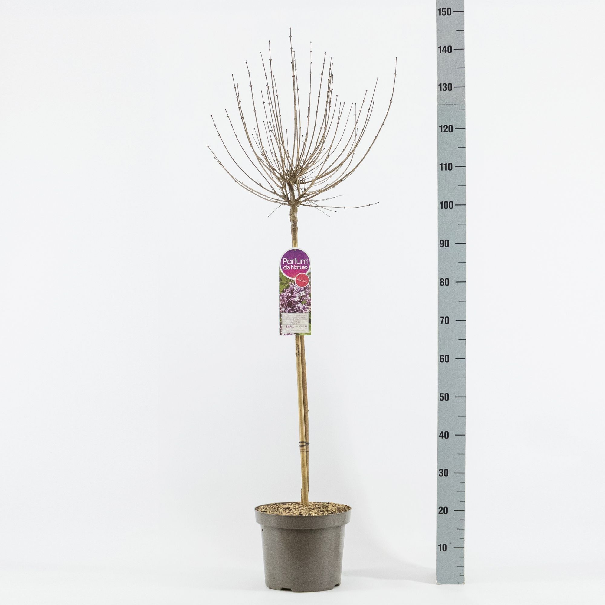 Syringa meyeri Palibin, stam 70, 2-jarig, C7,5, D 26 cm Syringa meyeri Palibin, stam 70, 2-jarig, C7,5, D 26 cm