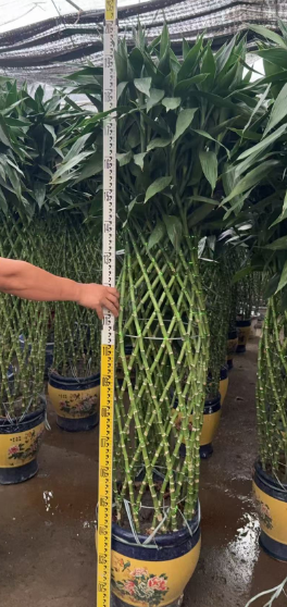 Драцена сандериана Лардж Йеллоу Базин Бамбук Баскет 35 200