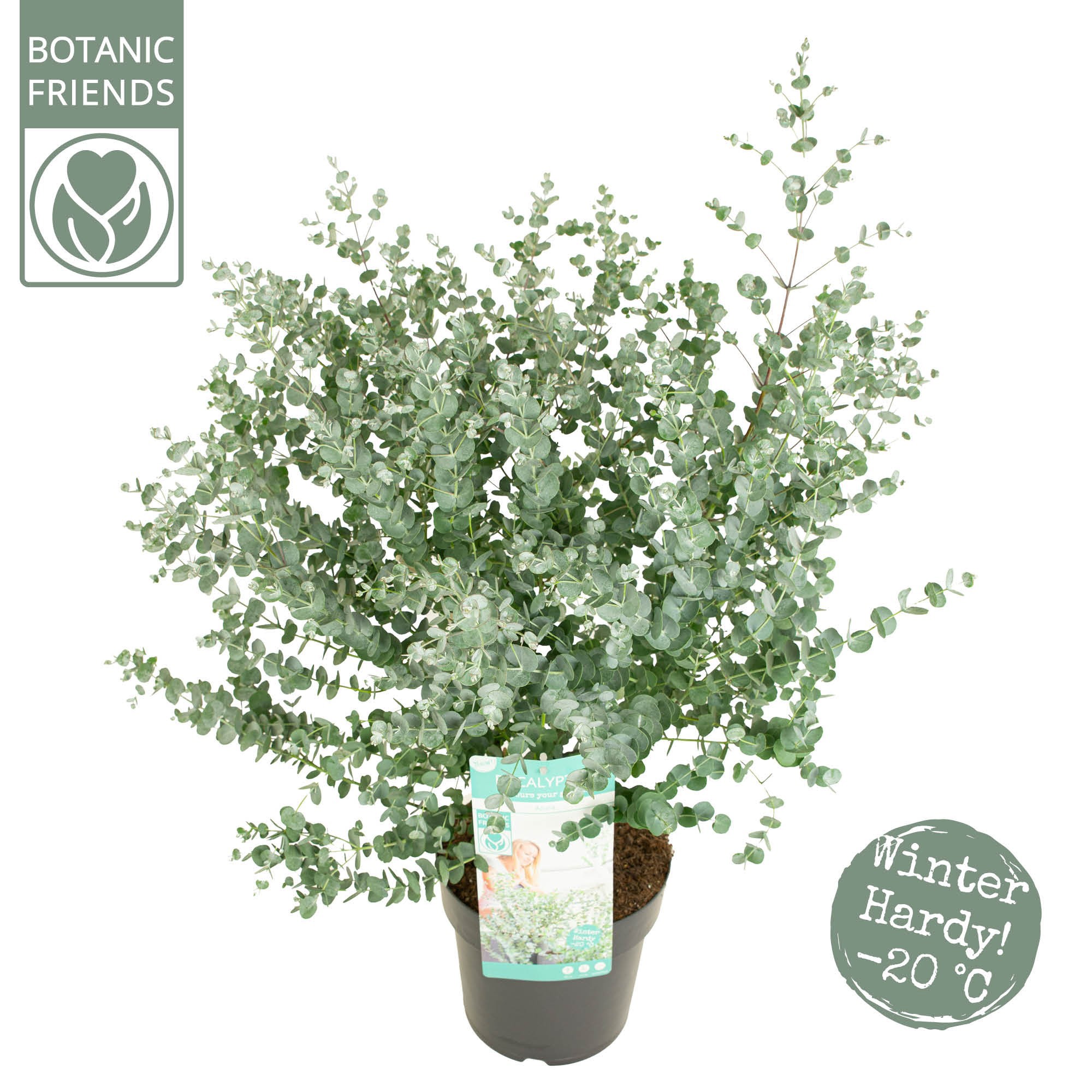 Eucalyptus gunnii 'Azura' Premium, D 24