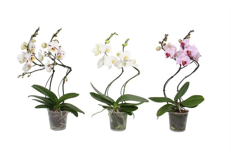 Phal hurricane mix 2T14+, D 12