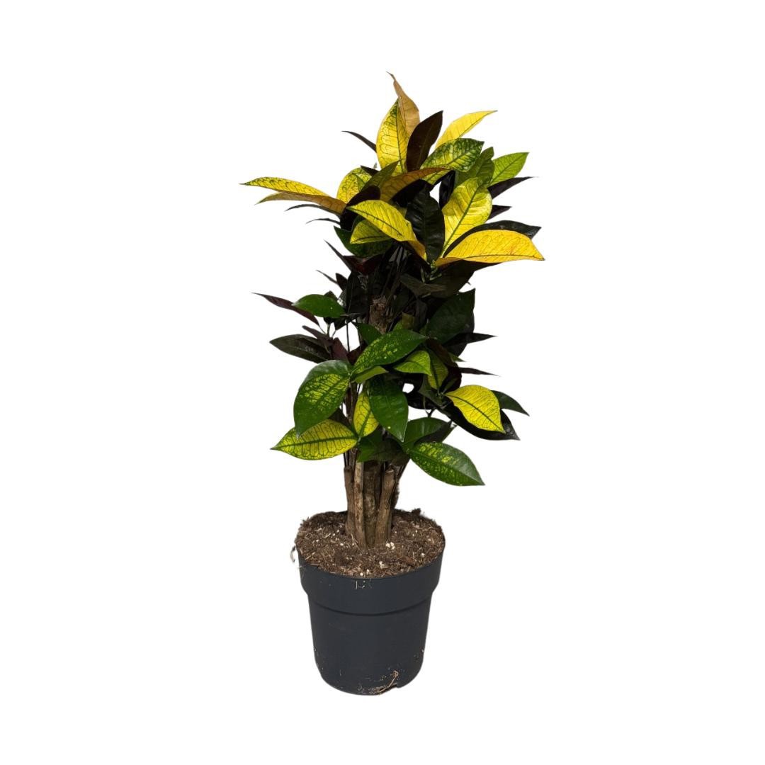 Croton Iceton Vertakt, D 19