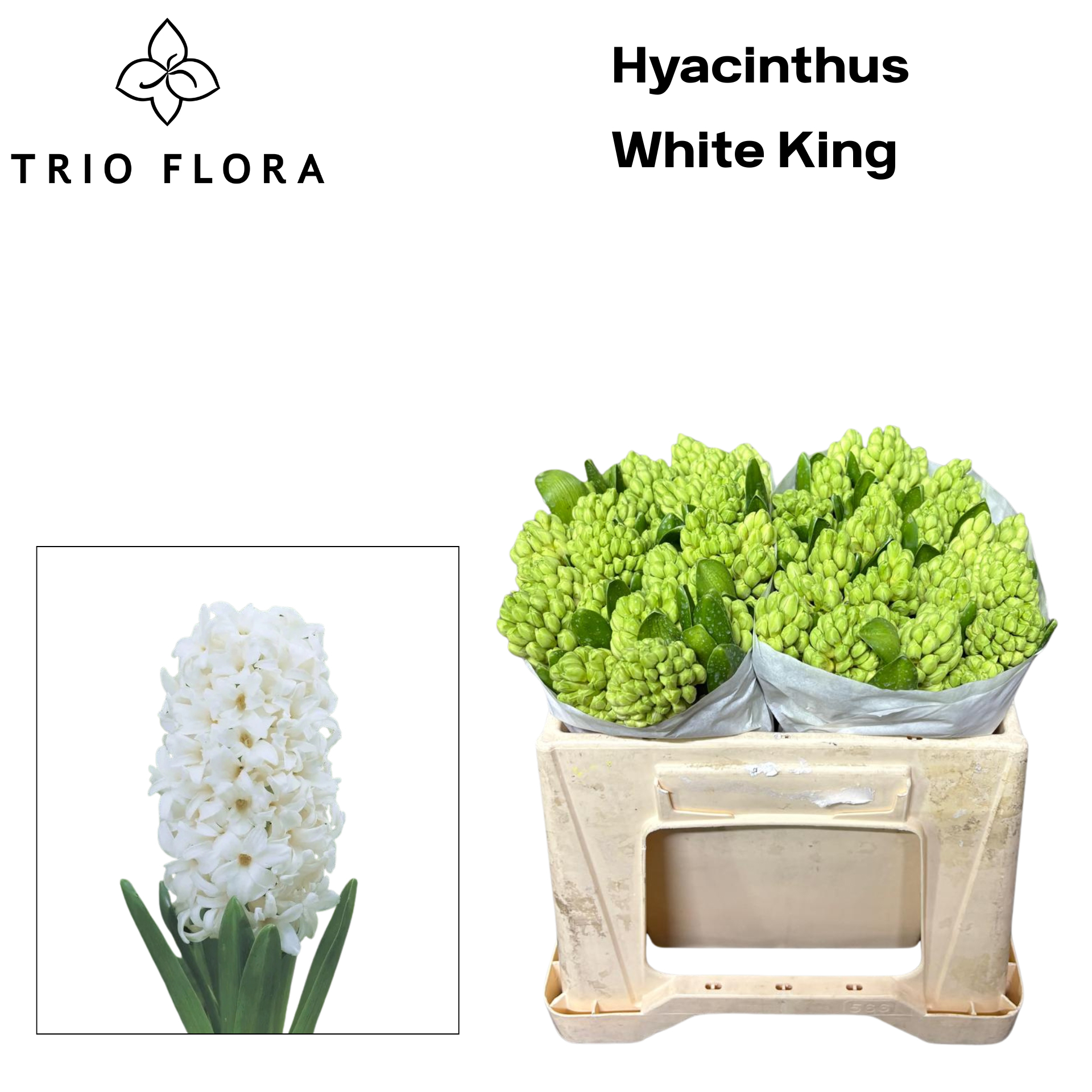 Гиацинт Вайт Кинг, шт.